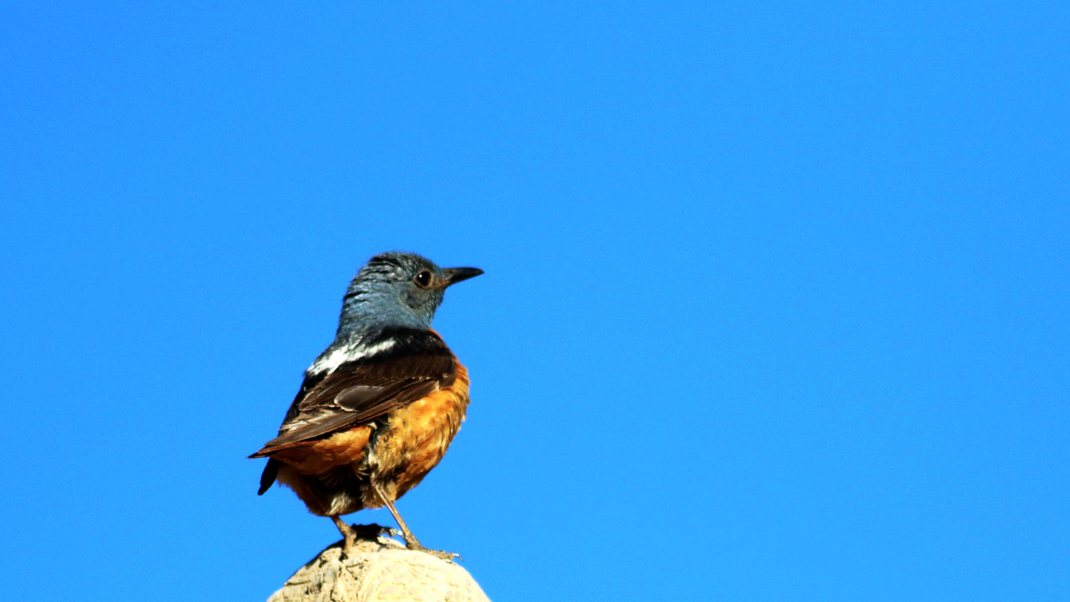 Rufous-tailed Rock-Thrush